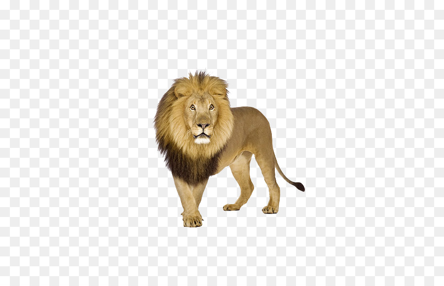Leone Tigre stock.xchng - Prepotente leone maschio