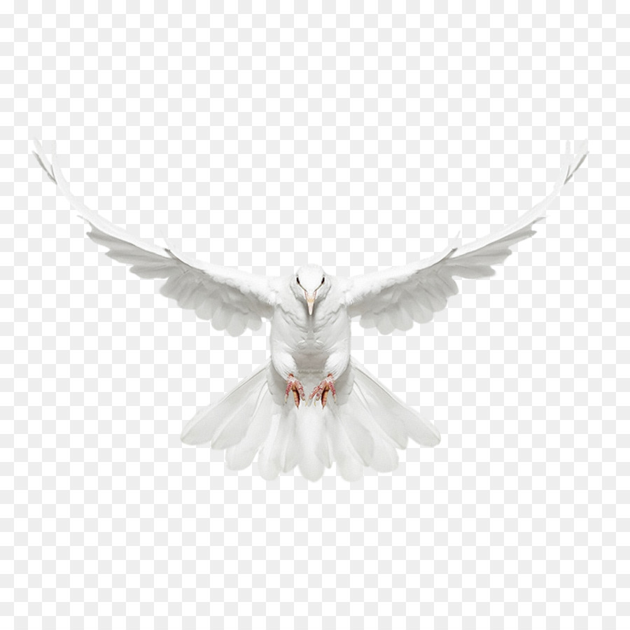 Columbidae Uccello - Colomba bianca volare anteriore