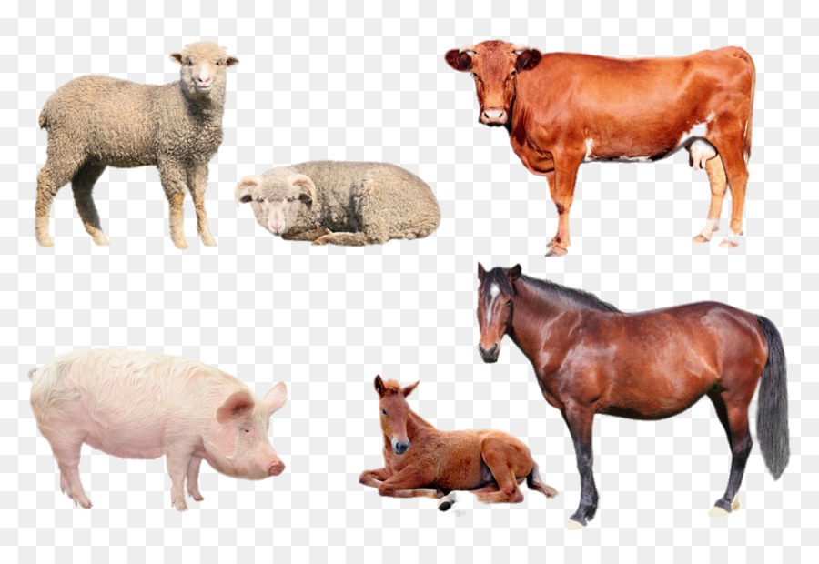 Kleintier-Ultraschall-Sonographie Tierarzt, Tiermedizin Pferd - Gemeinsame Tier, Rinder, Schweine und Schafe