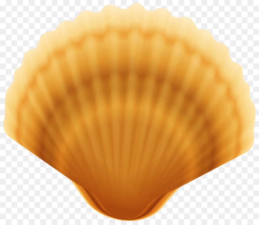 Cockle Vongole, Capesante Seashell - Giallo clam shell