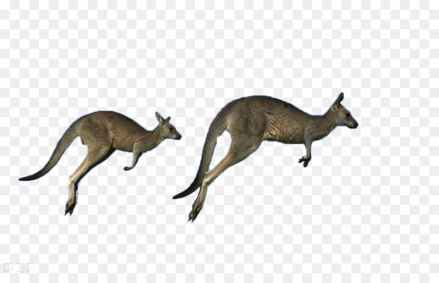 Australia, canguro Rosso Antilopine Orientale canguro grigio canguro grigio Occidentale canguro - Canguri in esecuzione