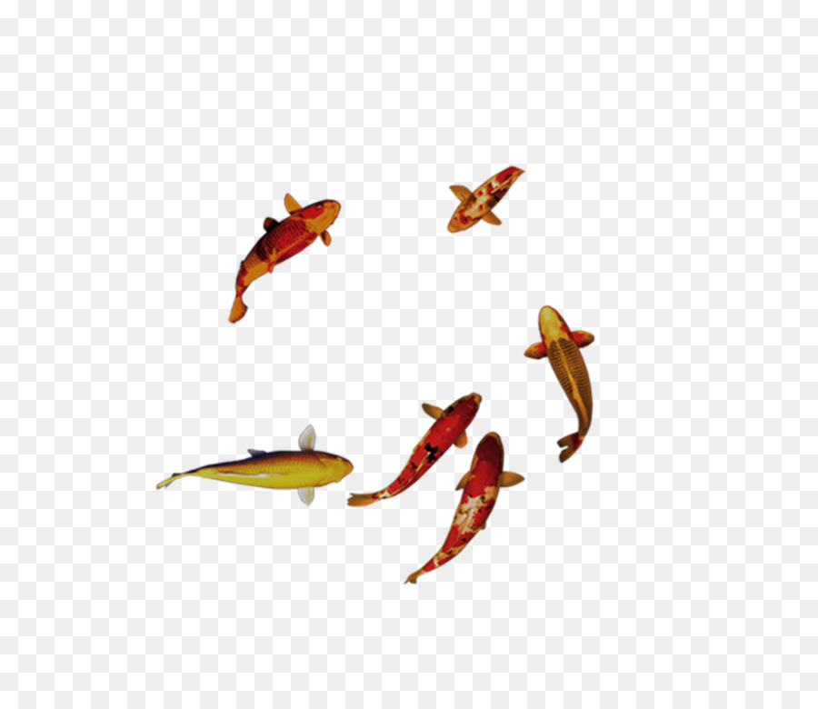 carassius auratus - goldfish nuoto
