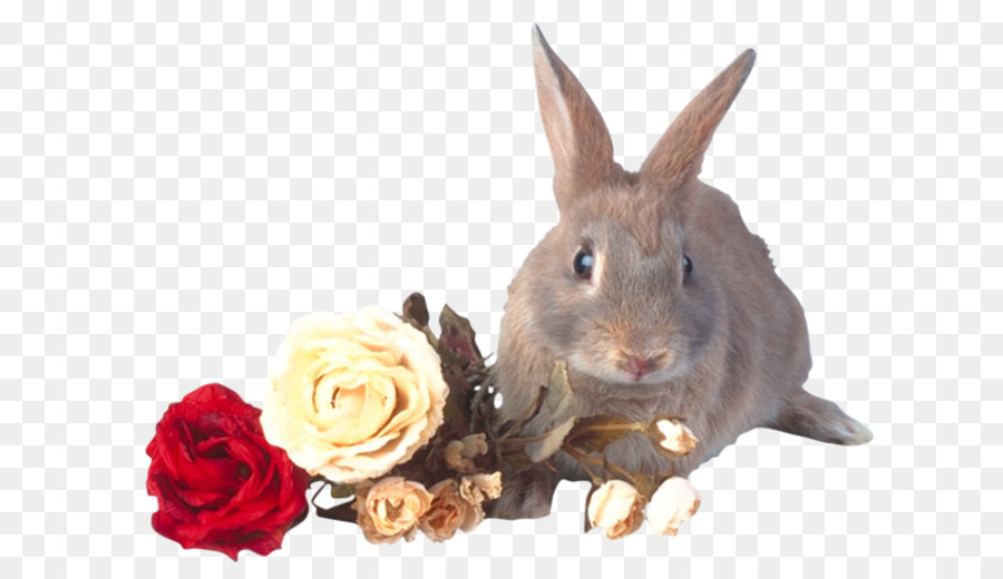 Heimische Kaninchen Hase - Kaninchen und Rose ' s story