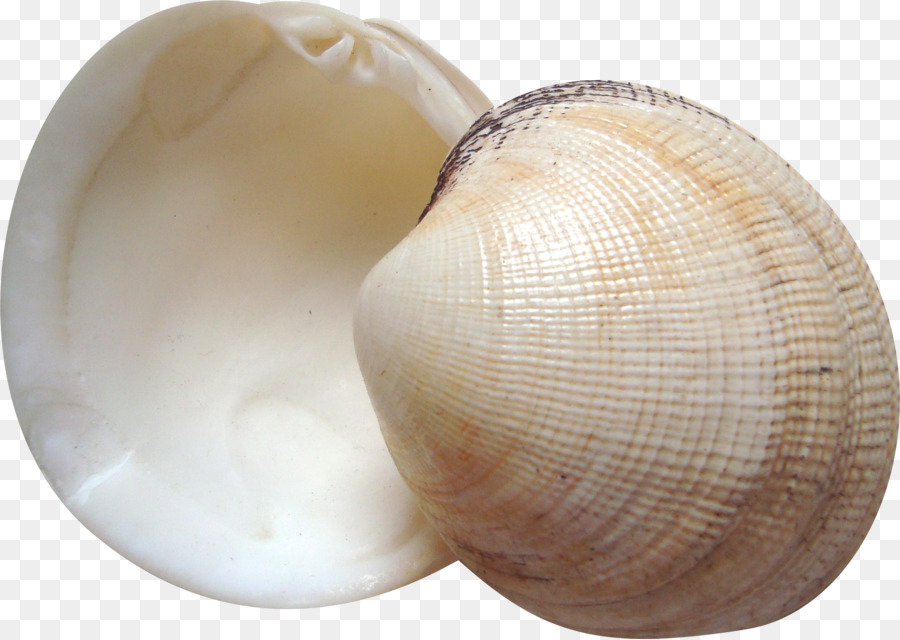 Cockle Seashell Muschel - Schönen Muscheln
