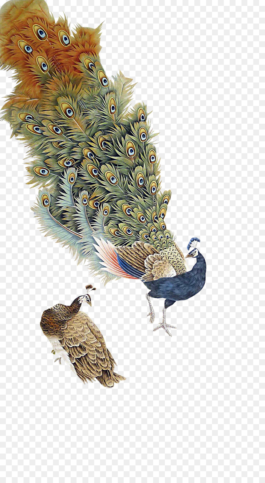 Thiết kế đồ họa Công - Cổ Peacock