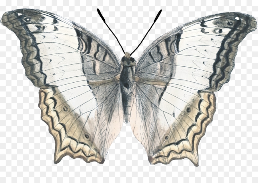 Nymphalidae Schmetterling Google Bilder - butterfly