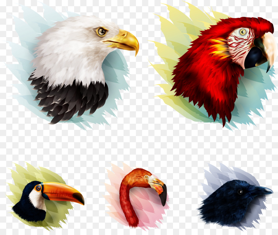 Uccello Pappagallo Aquila - vettore aquila dipinta con uccelli