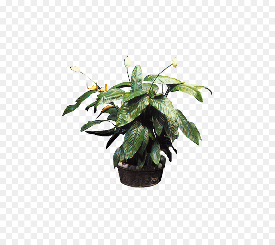 Pflanze Bonsai-Blumentopf-Baum - Topfpflanzen