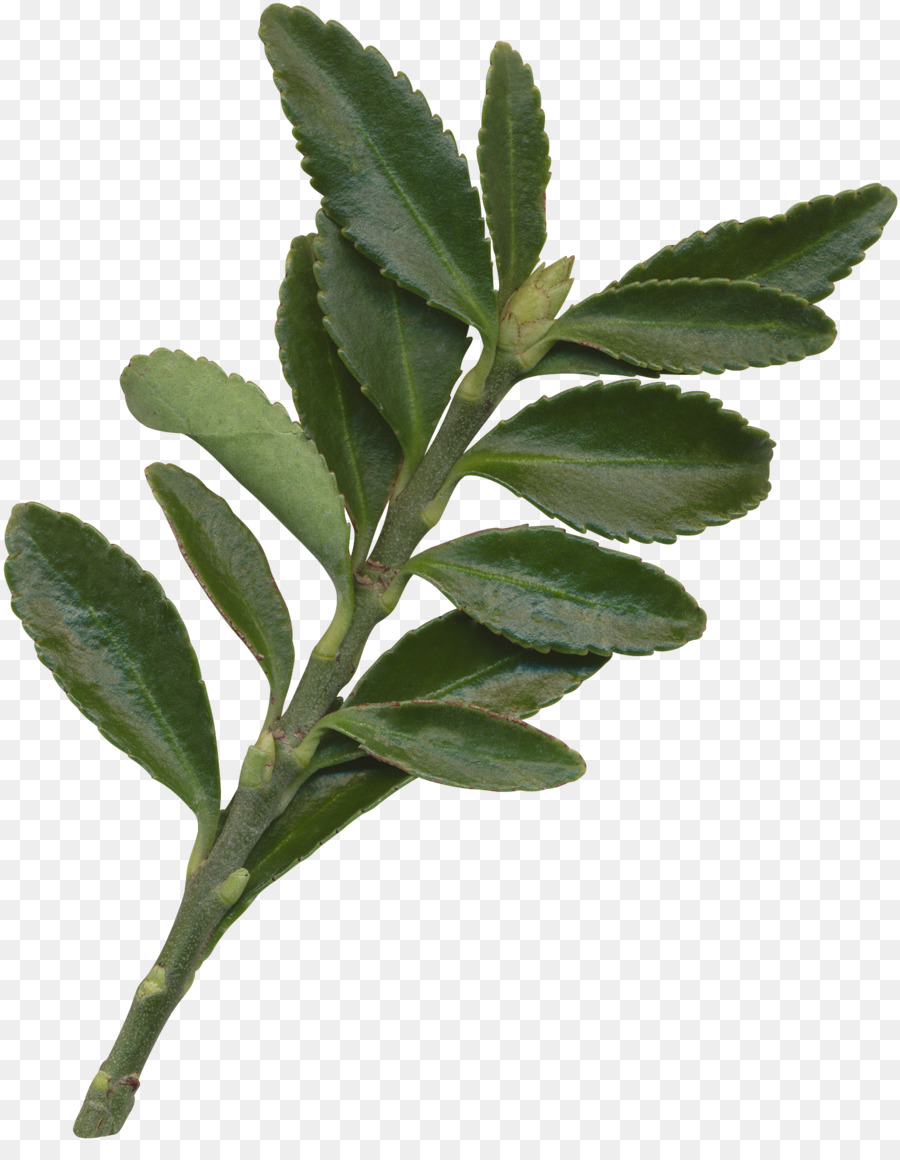 Blatt Pflanze Gratis - Blätter
