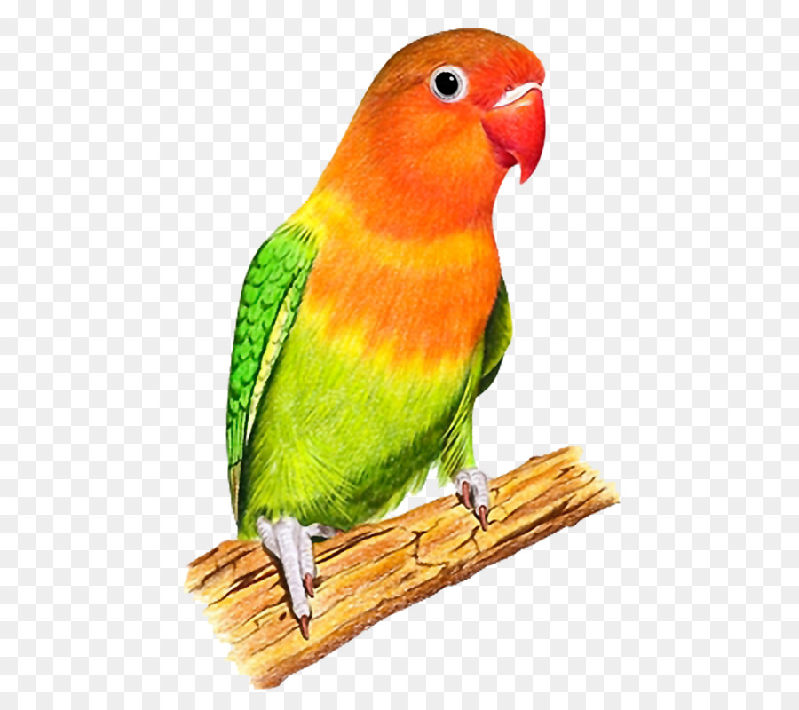 Vẹt âm thanh tử đinh hương đuôi parrotlet - màu con vẹt