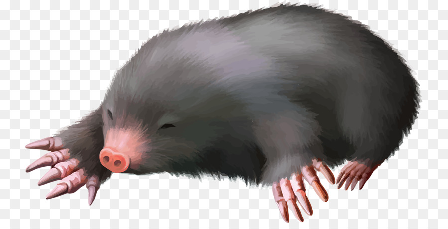 Châu âu mole - Động Vật Nhỏ Chuột