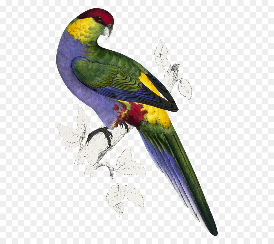 Illustrazioni della Famiglia Psittacidae, o di Pappagalli di Uccelli Edward Lear - i Pappagalli Rossi-capped parrot - uccelli pappagallo