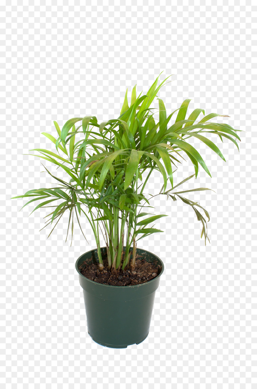 Blumentopf, Bambus, Zimmerpflanze - Topfpflanzen, Bambus,