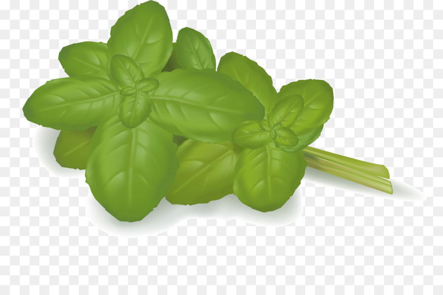 Vegetable Stock-Fotografie-Food-Illustration - Cartoon grüne Minze Blätter