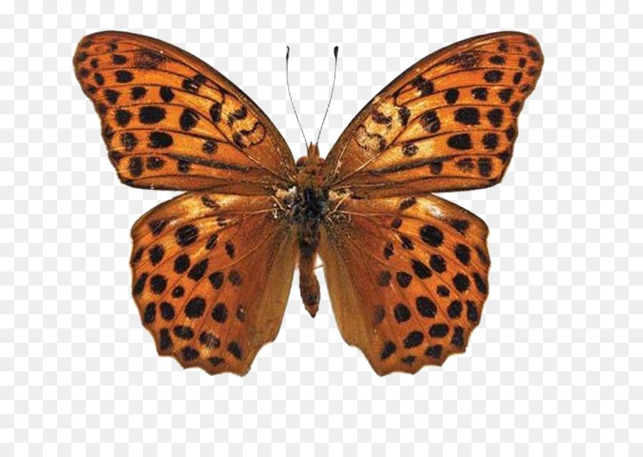 Schmetterling-Insekt-Fotografie Nymphalidae Abbildung - butterfly