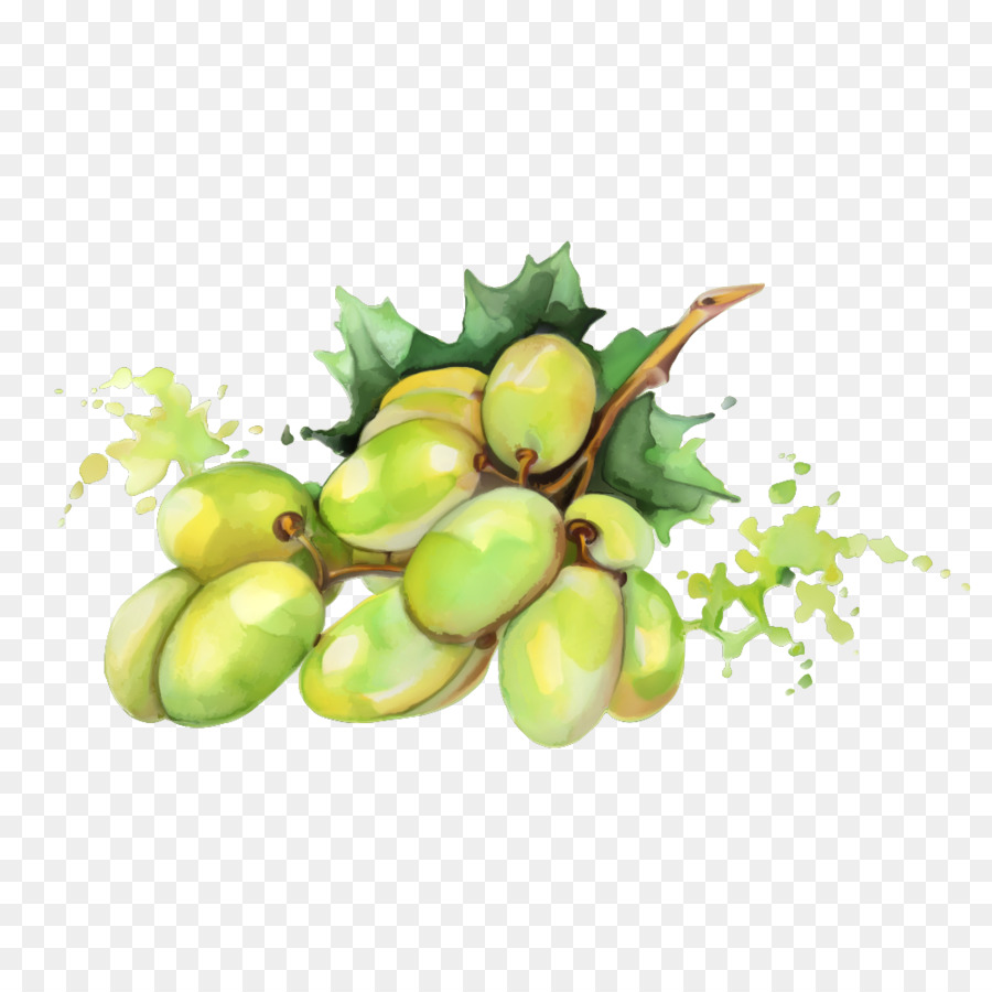 Aquarell-Malerei Obst-Zeichnung - Green Mango