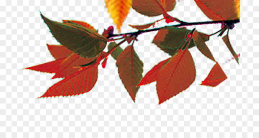 Maple leaf Herbst Blatt, Farbe - Herbst Blätter