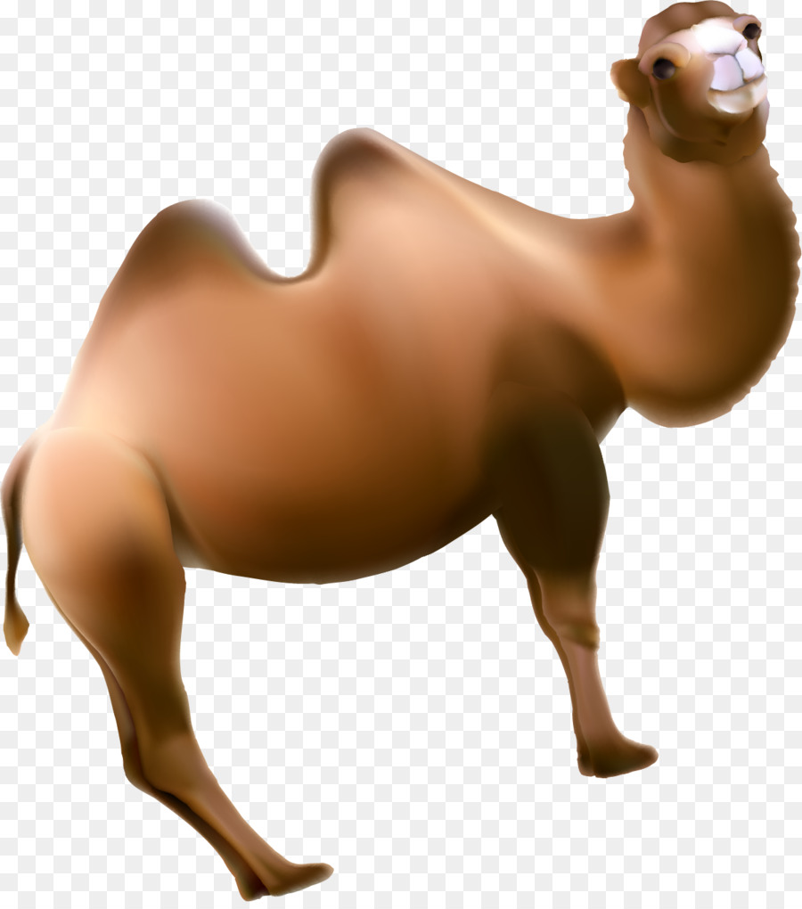 Dromedario Cavallo Animale - Dipinto a mano marrone Cammello