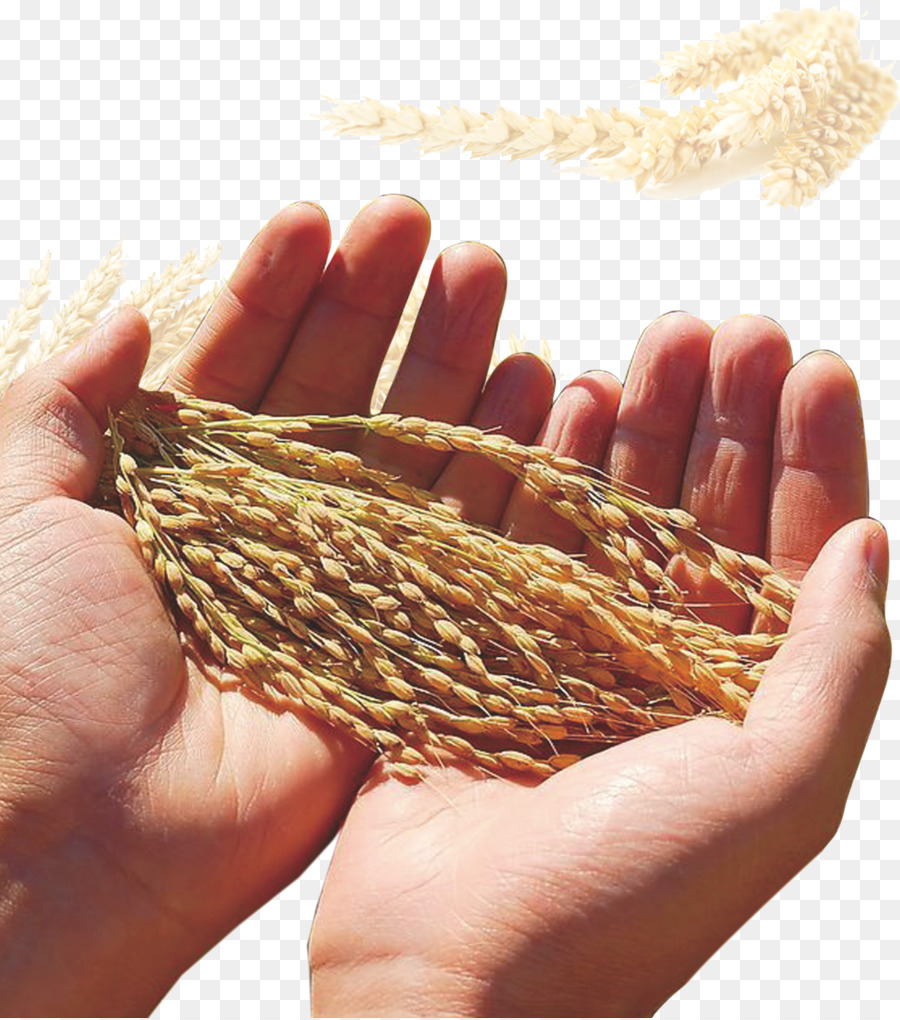 Kho lúa Mì thức Ăn hạt Ngô ngũ Cốc - lúa mì