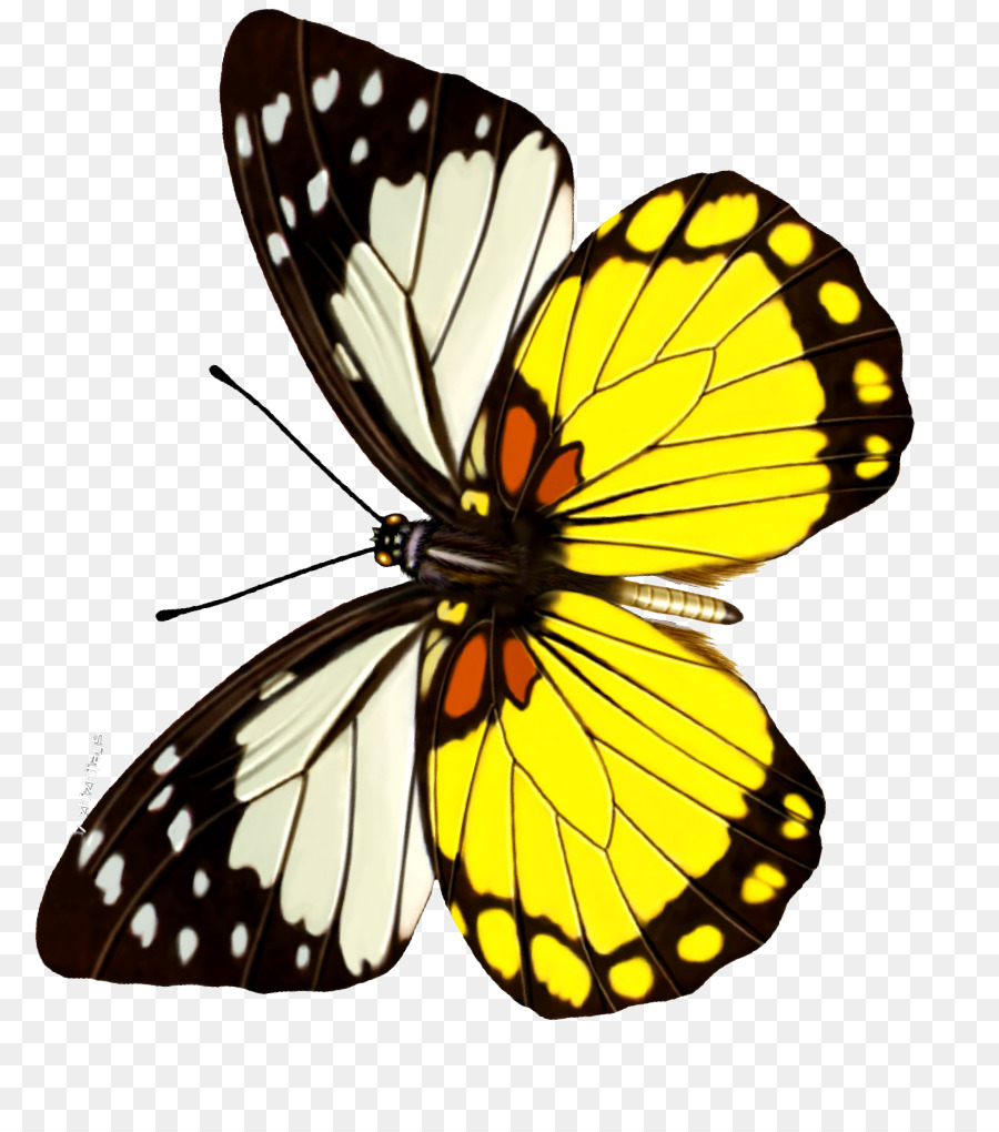 Schmetterling Clip-art - butterfly