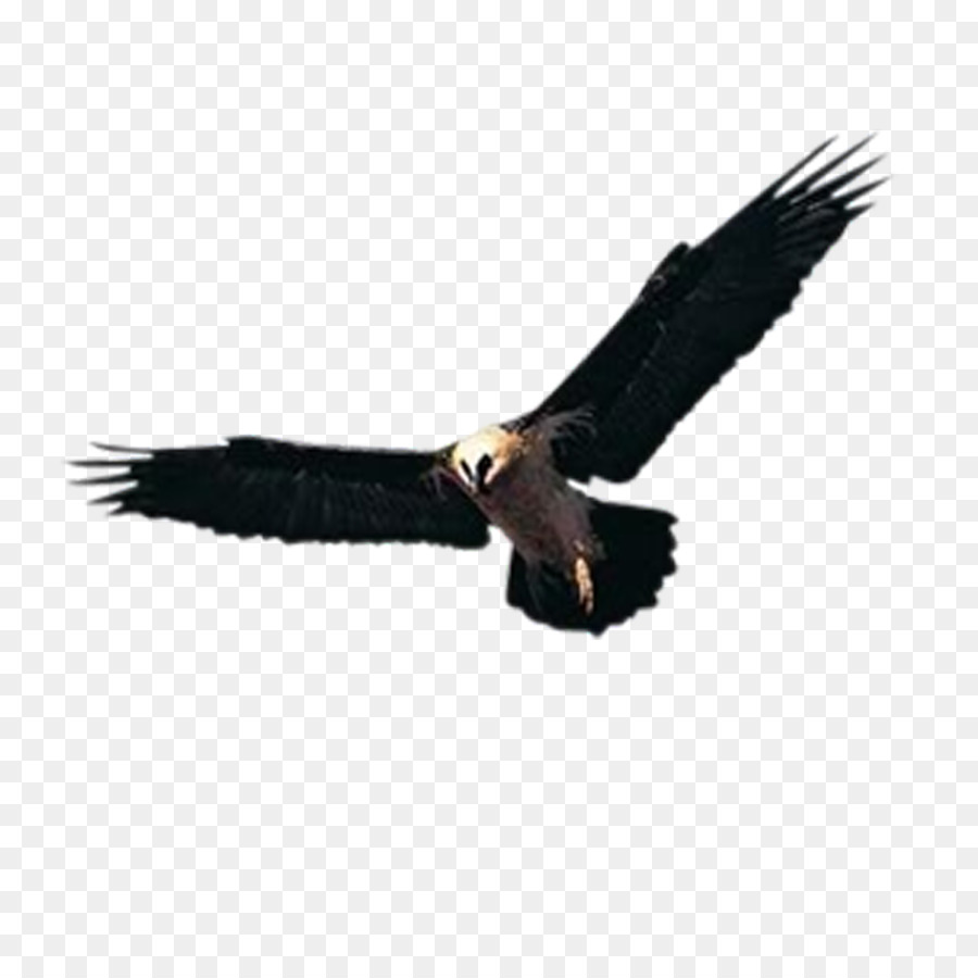 Huishan-Bezirk Hawk Accipiter Yixing Shenxing Stricken Kleidung Fabrik Jiannan - Flying Eagle