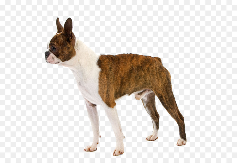 Boston Terrier Welpen Regenmantel Hund Rasse - Ein Hund