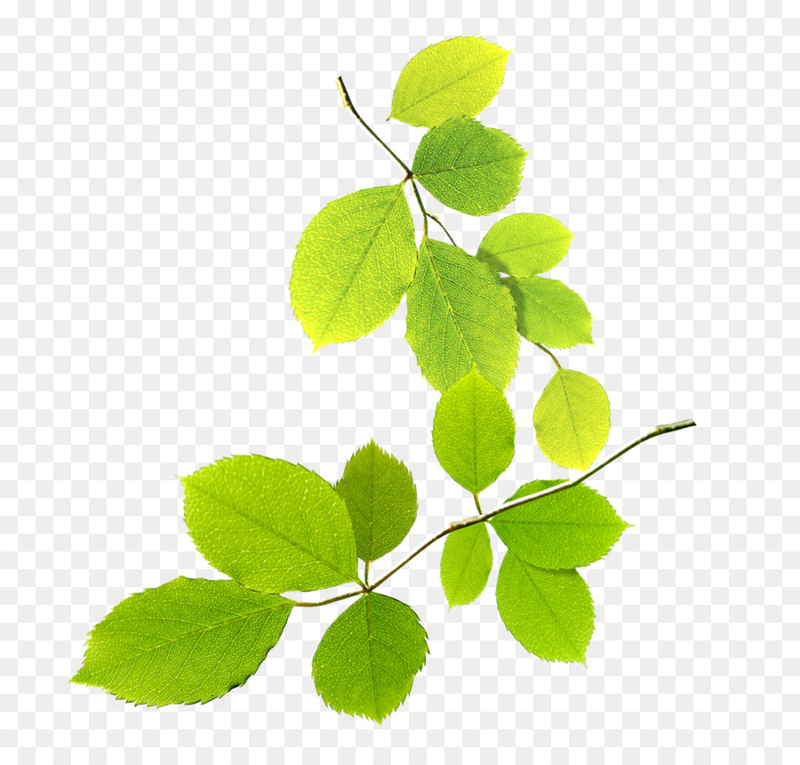 Grün Clip-art - Blätter