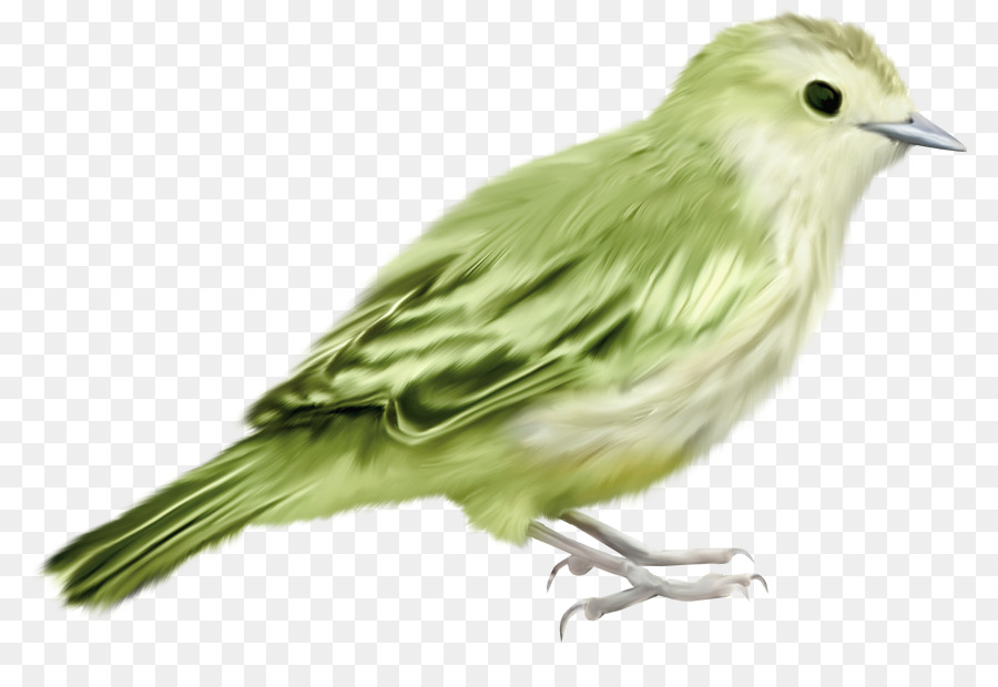 Chim Nhà Sparrow Moineau Vecteur - Chim xanh sáng tạo con chim tài liệu miễn phí để kéo