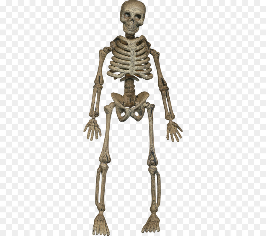 Menschliches Skelett Homo sapiens Gemeinsame - horror Schädel