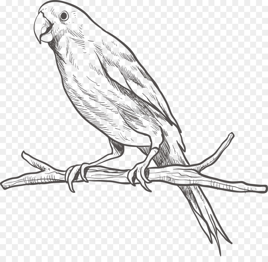 Uccello Pappagallo Parrocchetto Schizzo - Parrot su un ramo