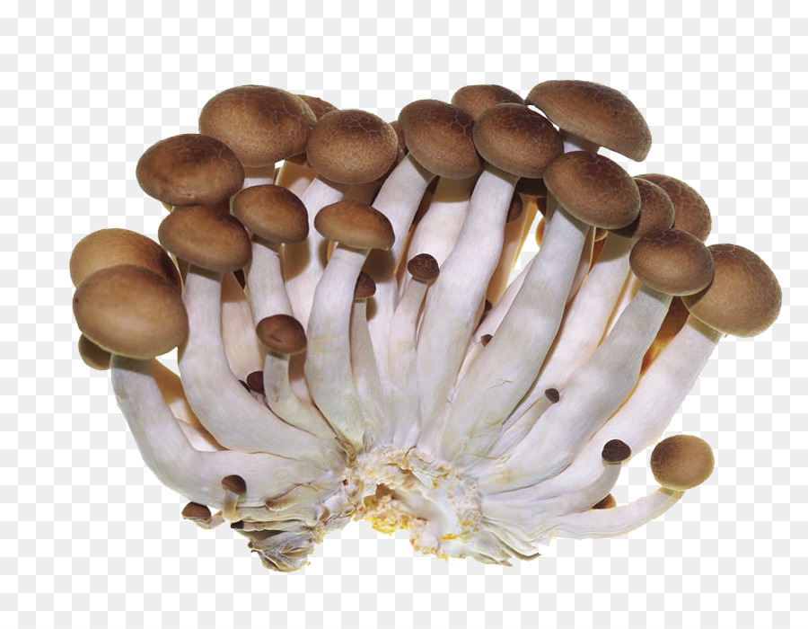Auster, Pilz, Essbarer Pilz Shiitake - Gemüse und Pilze