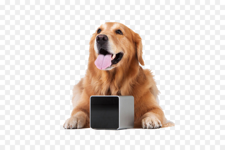 Mikrofon Video Kamera Haustier-Laser-Zeiger - Gierige Hund