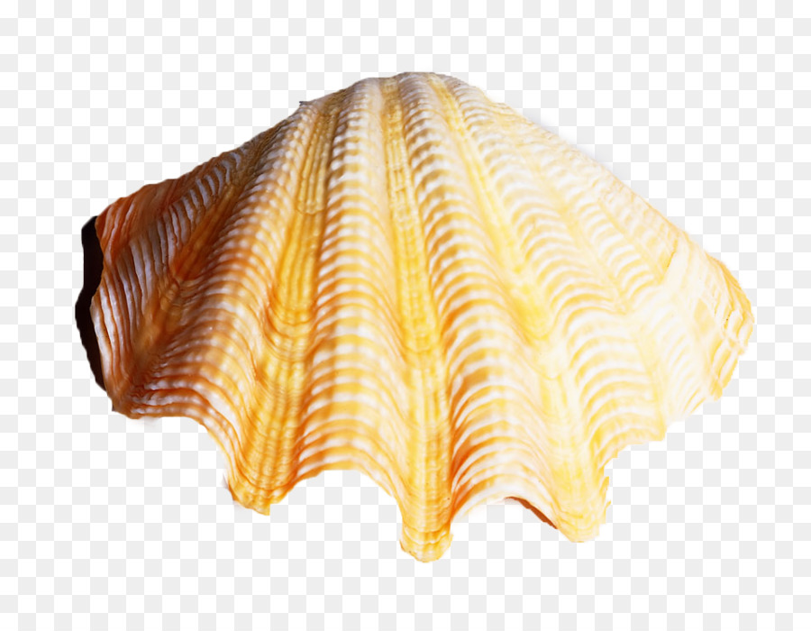 Seashell-Muschel-Download - Fan-shaped shell