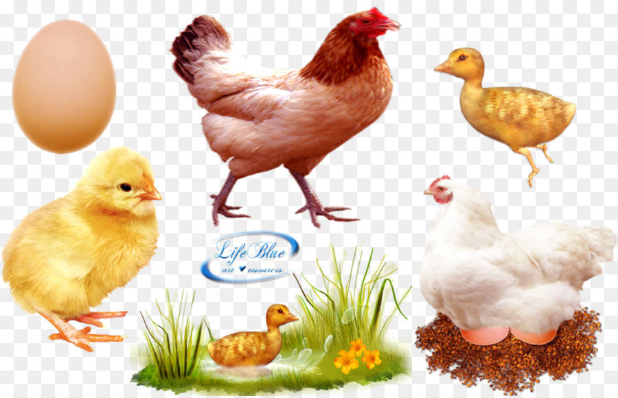 Huhn, Fleisch, Grill-Ente, Geflügel - Küken Hühner