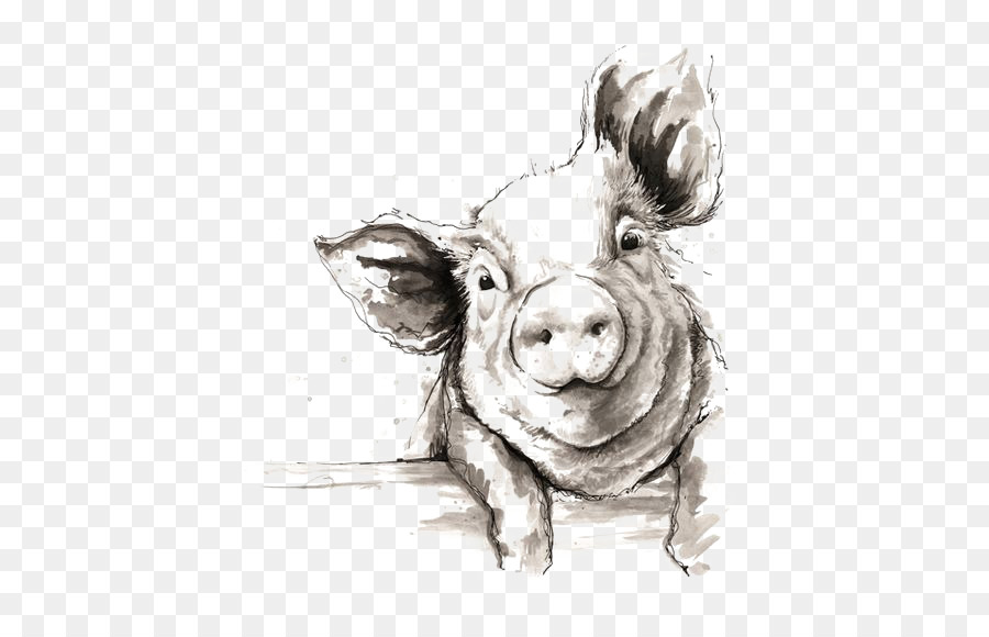 Hausschwein Zeichnung Aquarell Abbildung - Sketch Schwein
