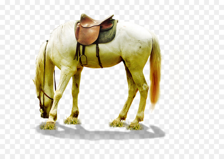Cavallo Scaricare - cavallo bianco