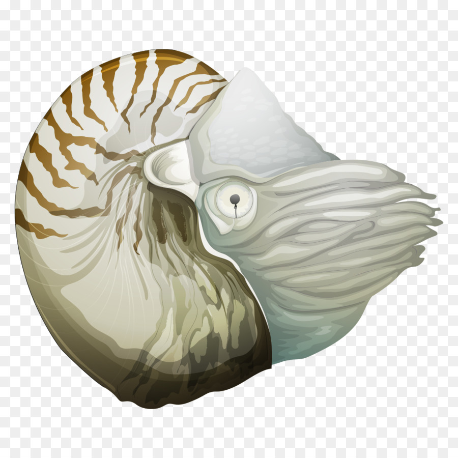 Chambered nautilus Royalty-free Illustrazione - conchiglia
