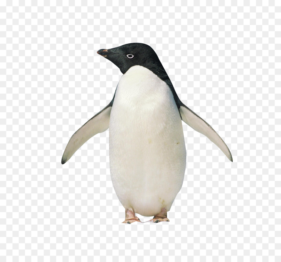 König Pinguin, Antarktis Hallo, Pinguin! - Stehender Pinguin