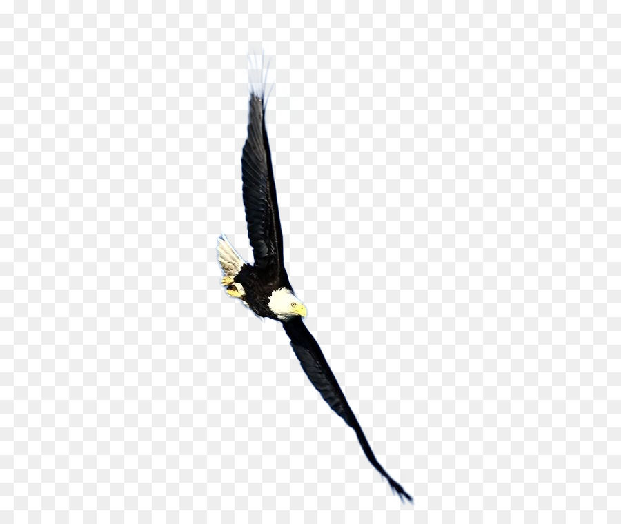 Uccello Bald Eagle Hawk - aquila