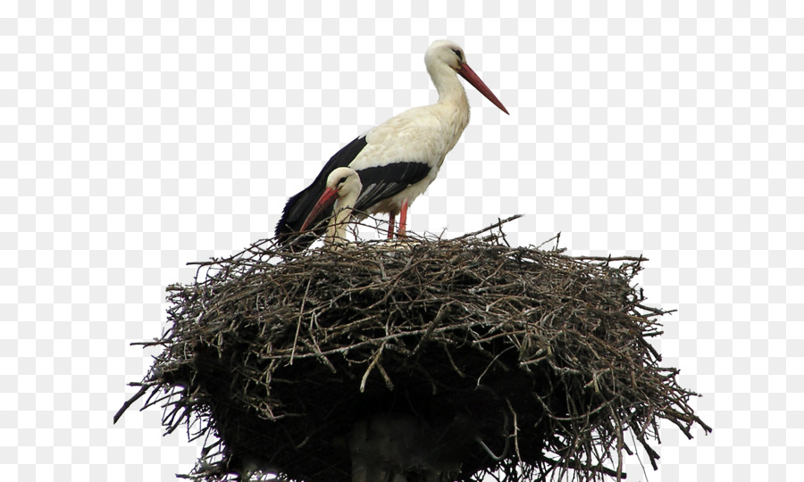 Bird nest Parrot cicogna Bianca - Gru Nido