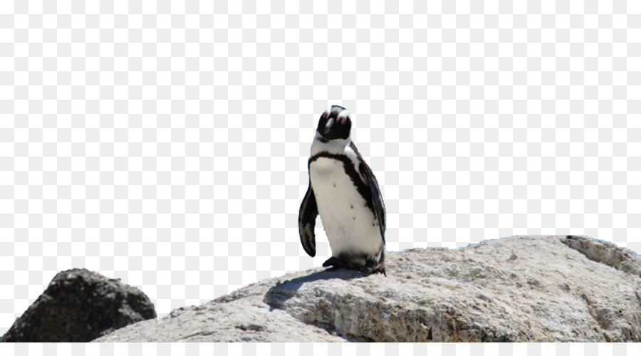 Boulders Beach King-Pinguin-Vogel-Wort Ringe - Pinguine auf dem Stein