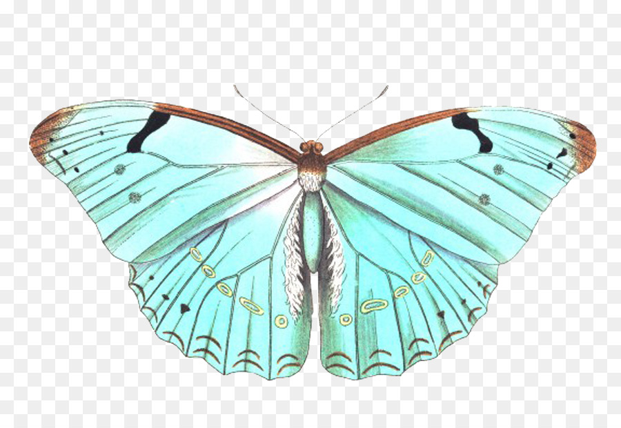 Monarch-Schmetterling Insekt Morpho polyphemus Tier - blue butterfly