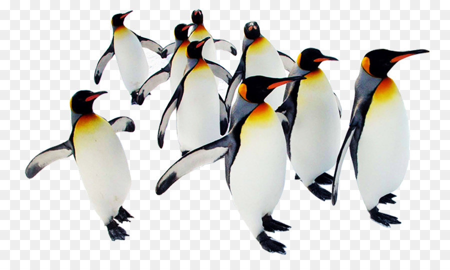 Asahiyama Zoo-Pinguin-Eisbär-Mount Asahi - Antarktis Pinguin