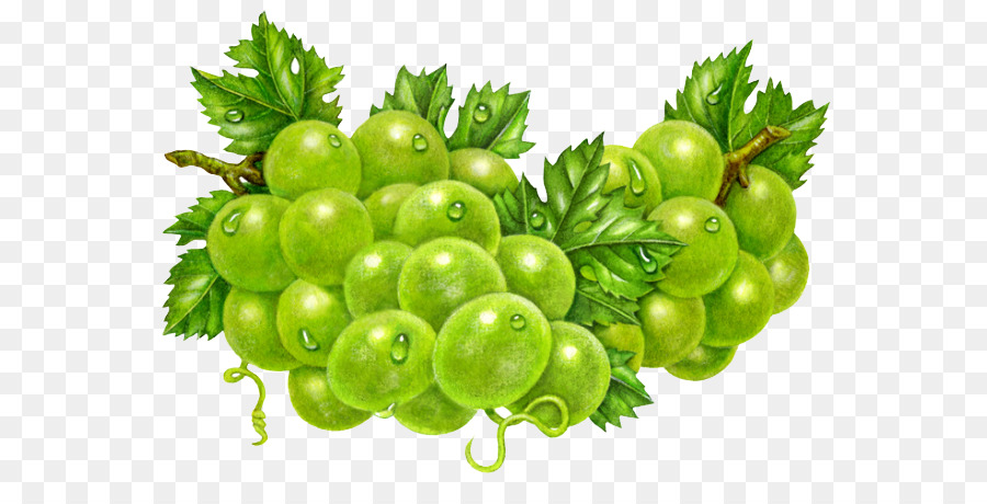 Comune Vitigno ad Uva Uva uva spina Clip art - Dipinte a mano, le uve fresche