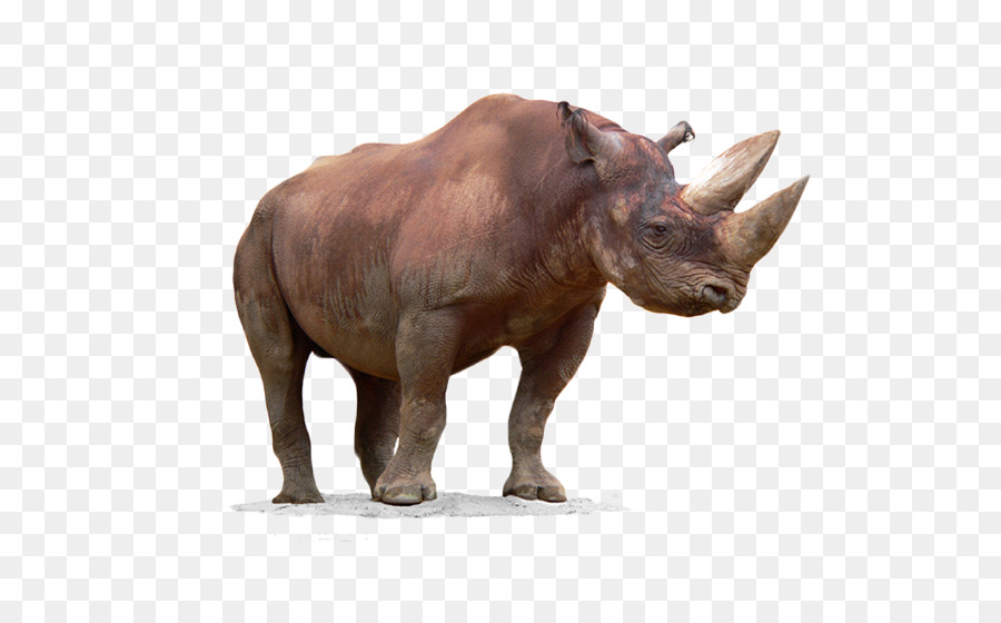 Nero Corno di rinoceronte - Libero di tirare il materiale rhino immagine