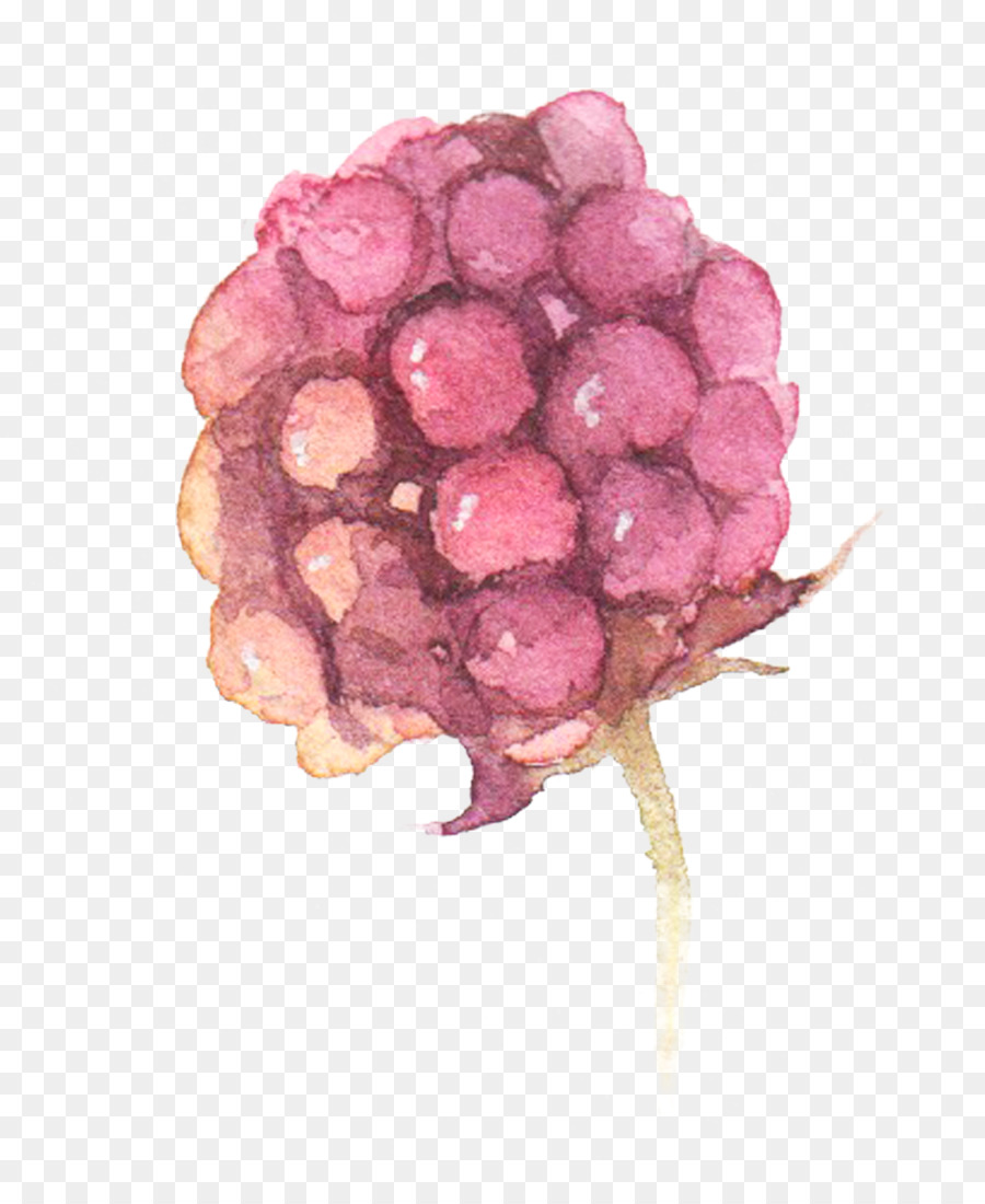 Acquerello: Fiori dipinto ad Acquerello di Uva - Acquerello dipinto a mano di uva bud