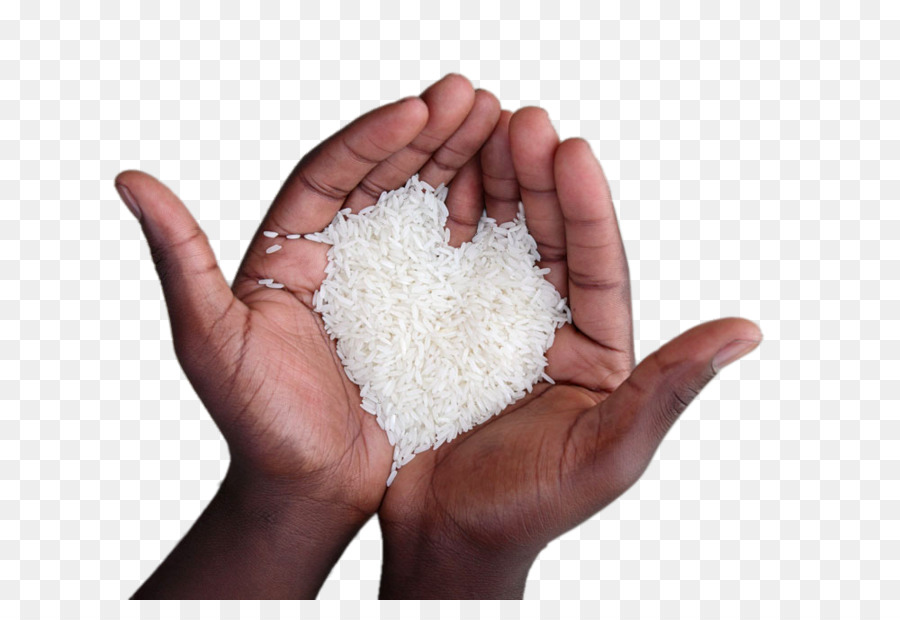 Verführungen von Reis: Ein Kochbuch Sona Masuri Oryza sativa Basmati - Holding Reis