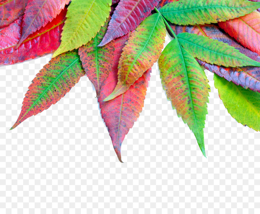 Autunno colore foglia foglia d'Autunno a colori, Maple leaf - foglie di autunno
