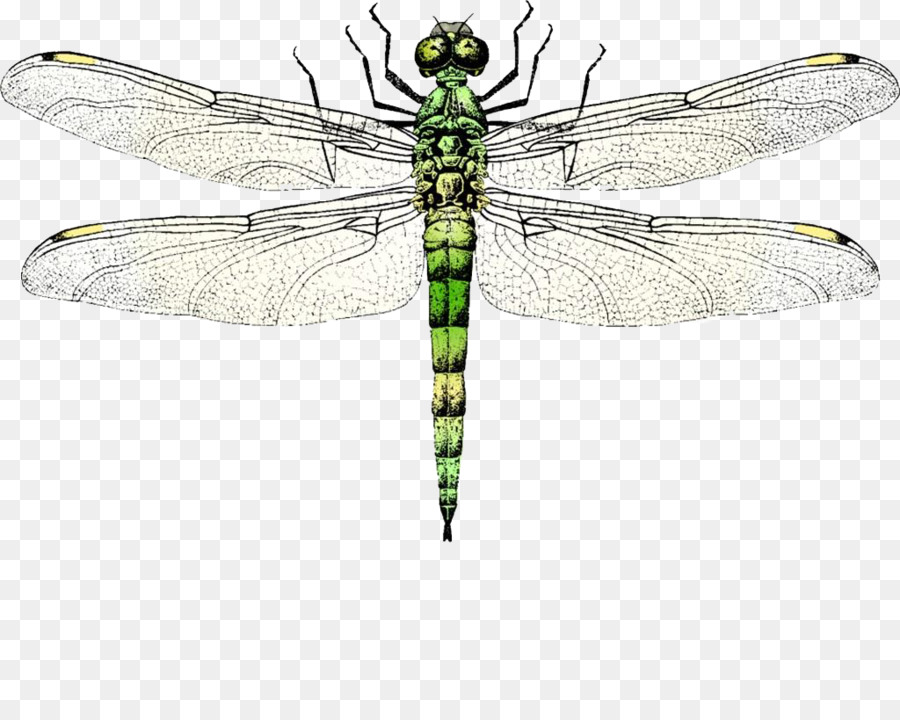 Insekt, Flügel, Dragonfly, Clip-art - dragonfly