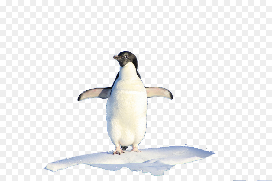 Re pinguino iPhone 8 Ciao, Pinguino! - Pinguino in piedi da solo